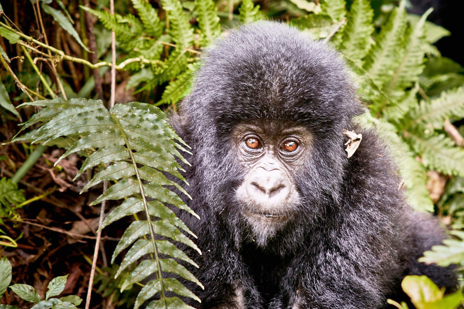 Congo