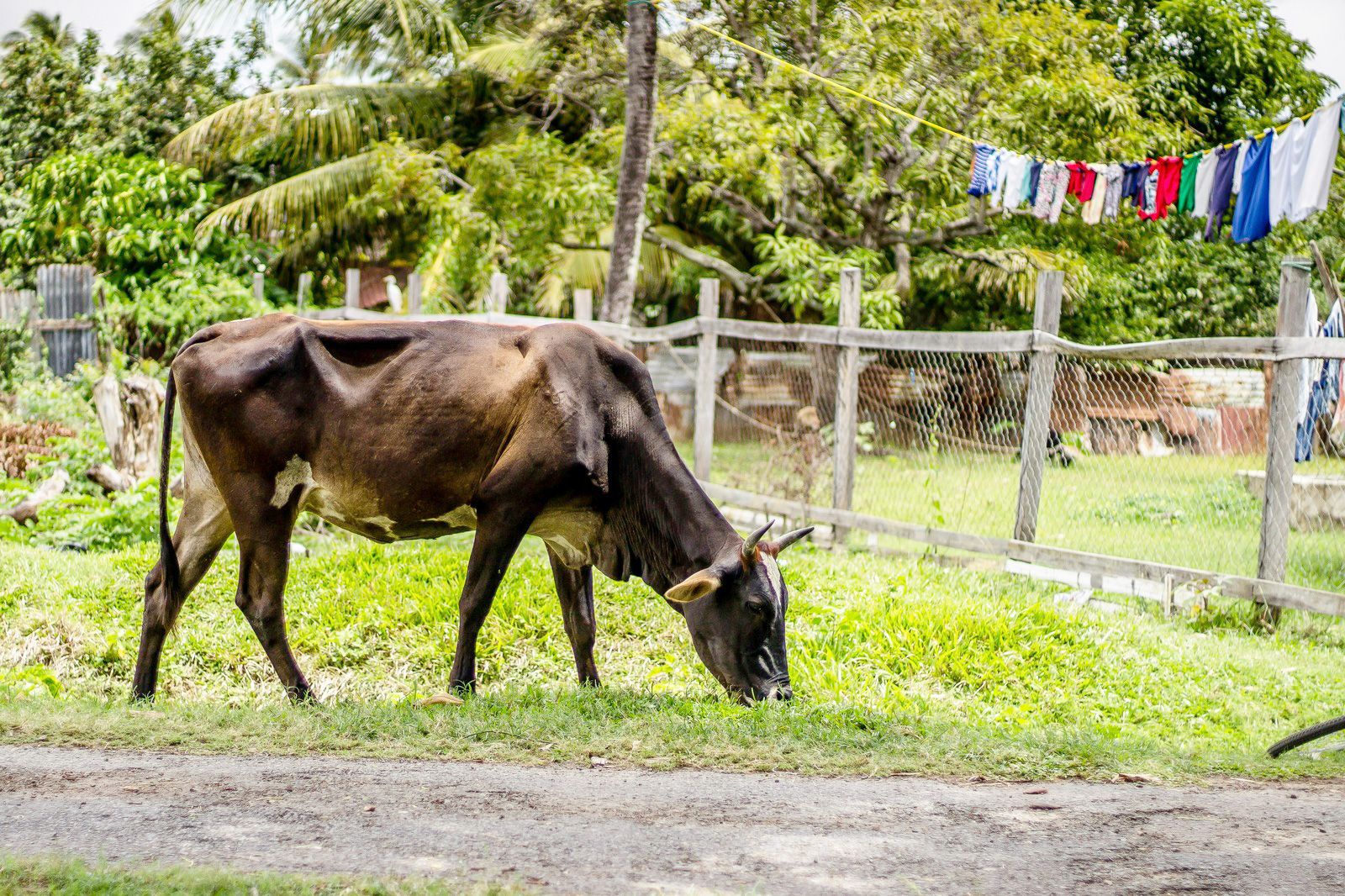 French Guiana